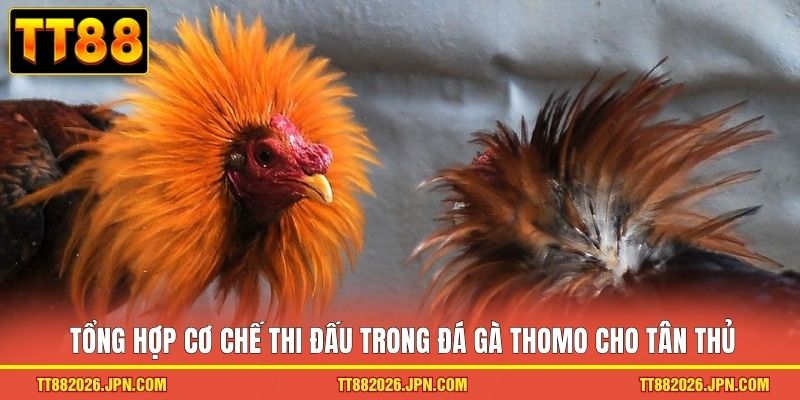 Đá Gà Thomo TT88 - Trải Nghiệm Trường Kê Đỉnh Cao 2026 2 Tổng hợp cơ chế thi đấu trong đá gà Thomo cho tân thủ